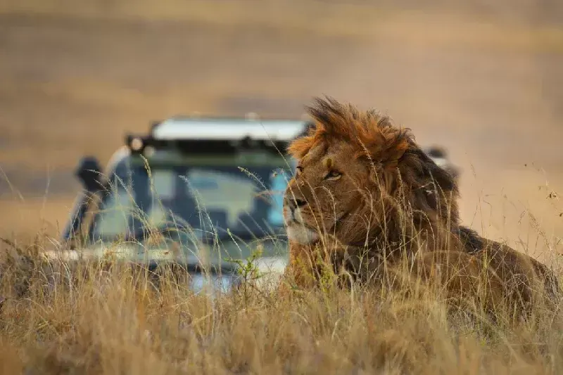 Best Kenya Wildlife Tour